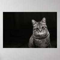 Black Tabby Kitten