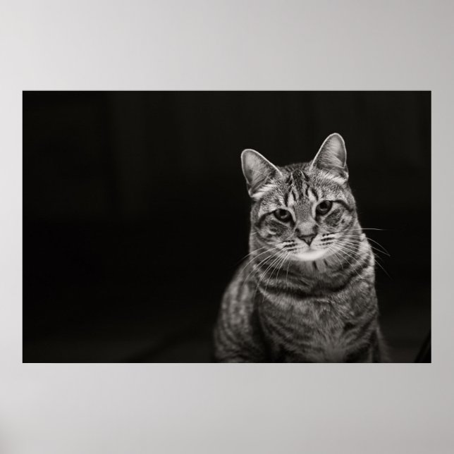 Black Tabby Kitten Poster (Vorne)