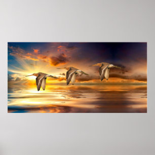 Black Tails Godwits Poster