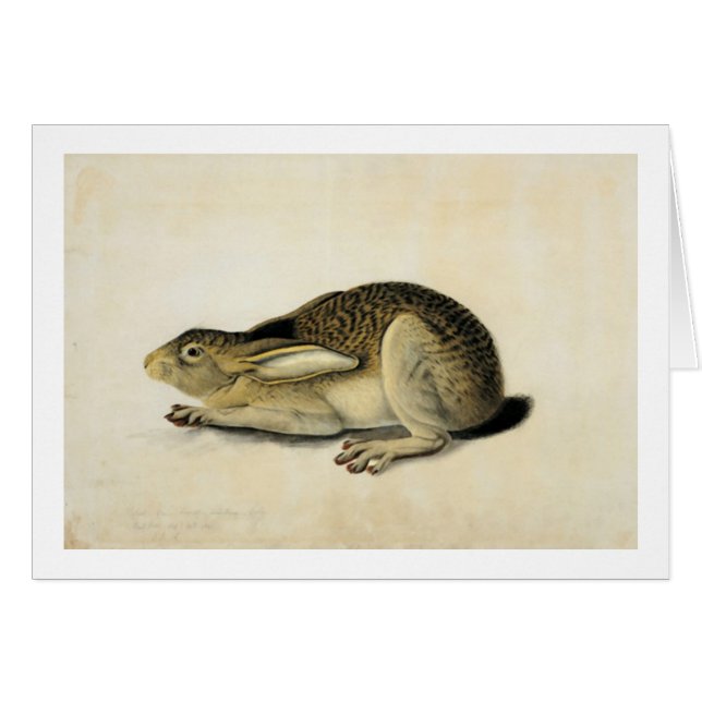 Black-Tails Hare, John James Audubon (Vorderseite (Horizontal))