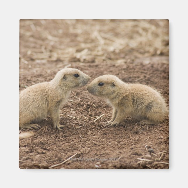 Black Tails Prarie Marmot Magnet (Vorne)