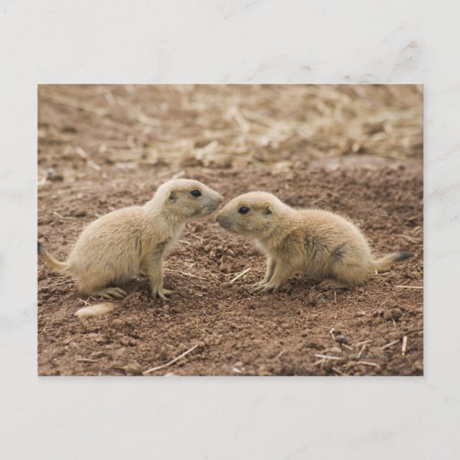 Black Tails Prarie Marmot Postkarte (Vorderseite)