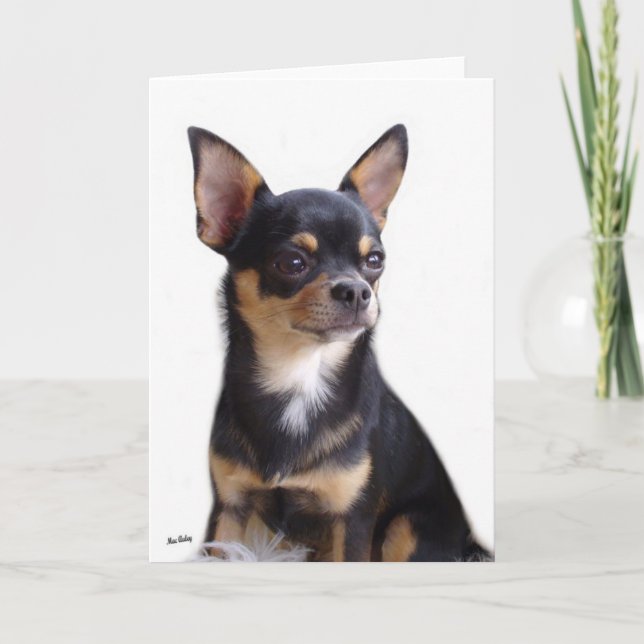 Black & Tan Chihuahua-Karte Karte (Vorderseite)
