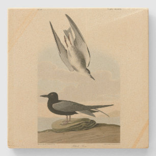 Black Tern aus Audubons Vögeln von Amerika Steinuntersetzer