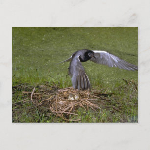 Black Tern über Nest Postkarte