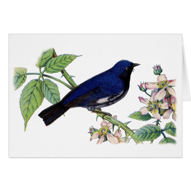 Black Throated Blue Warbler Bird Danke Karte (Vorderseite (Horizontal))