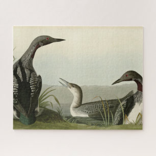 Black-Throated Diver Loon Audubon Birds of America