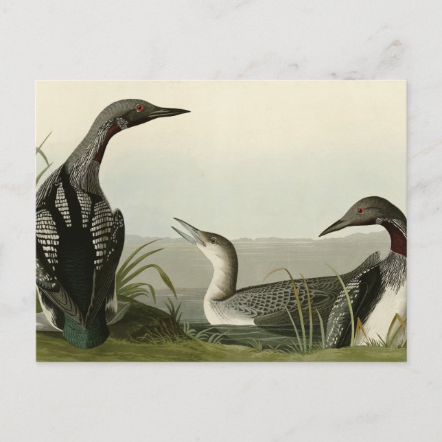 Black-Throated Diver Loon Audubon Birds of America Postkarte (Vorderseite)