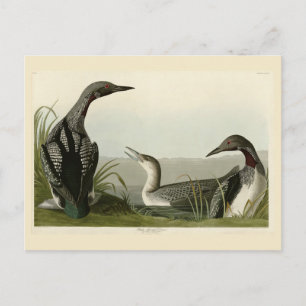 Black-Throated Diver Loon Audubon Birds of America Postkarte