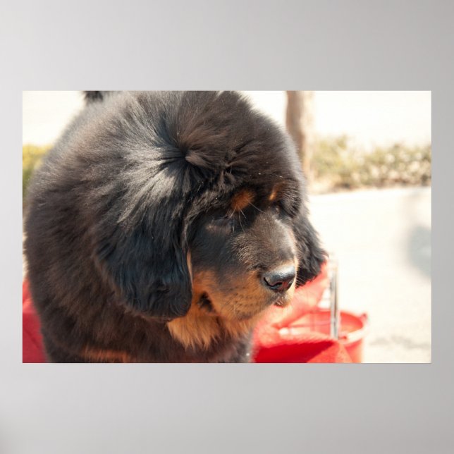 Black Tibetan Mastiff Poster (Vorne)