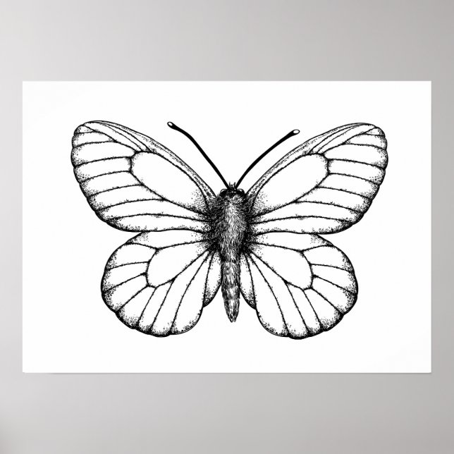 Black-veined white butterfly poster (Vorne)