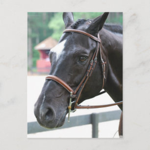 Black Warmblut Postcard Postkarte