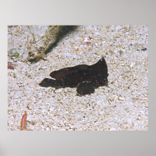 Black Waspfish Poster