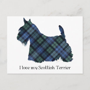 Black Watch Tartan Scottish Terrier Postkarte