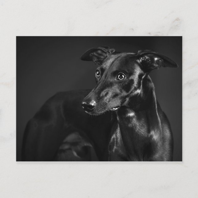Black Whippet Postkarte (Vorderseite)