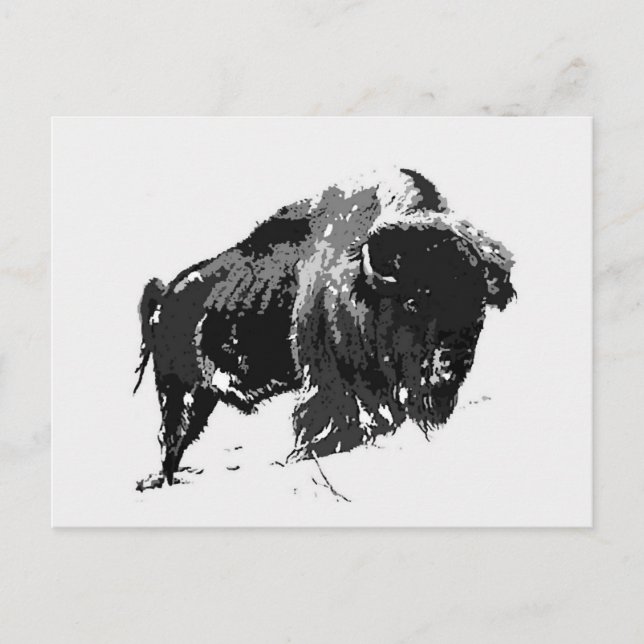 Black & White Bison / Buffalo Postkarte (Vorderseite)