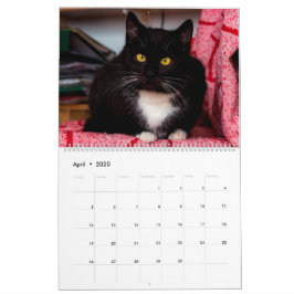 Black & White Cats & Kittens Kitty Cat 2020 Kalender