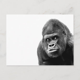 Black White Gorilla Postkarte