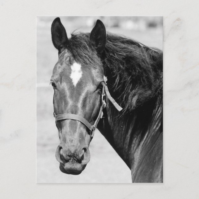 Black White Horse Postkarte (Vorderseite)