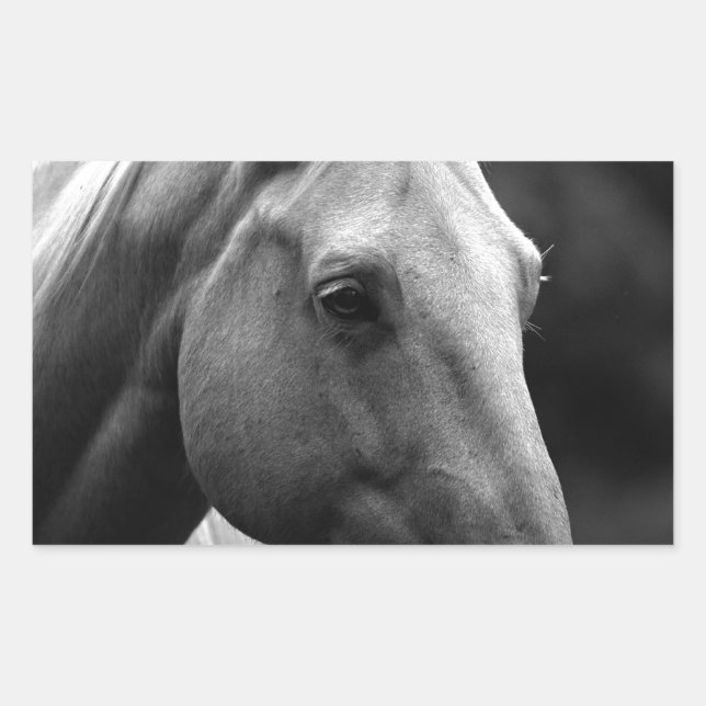 Black White Horse Rechteckiger Aufkleber (Vorderseite)