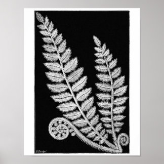 Black & White Lace Fern Art Poster vintage Imprime