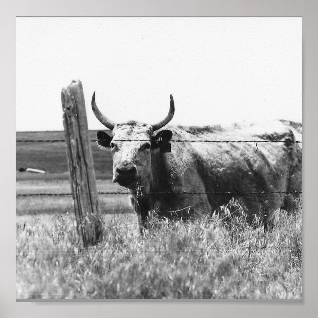 Black & White Photo Cow Poster (Vorne)