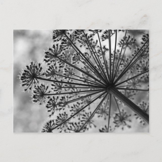 Black & White Queen Anne's Lace Postkarte (Vorderseite)