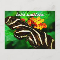 Black White Stripe Butterfly Hello Sunshine Script
