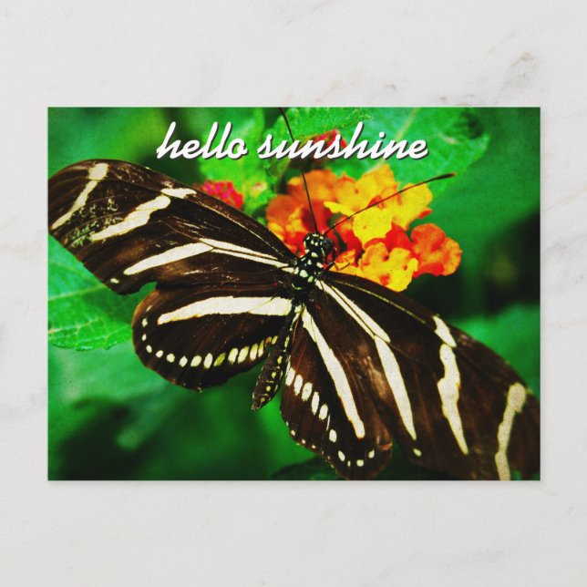 Black White Stripe Butterfly Hello Sunshine Script Postkarte (Vorderseite)