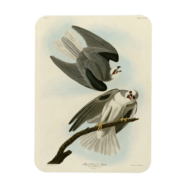 Black-Winged Hawk - Audubons Vögel in Amerika Magnet (Vertikal)