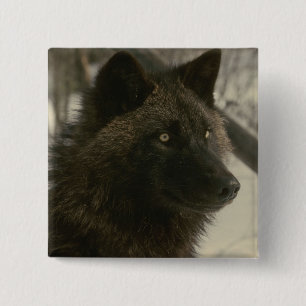 Black Wolf Dog Button