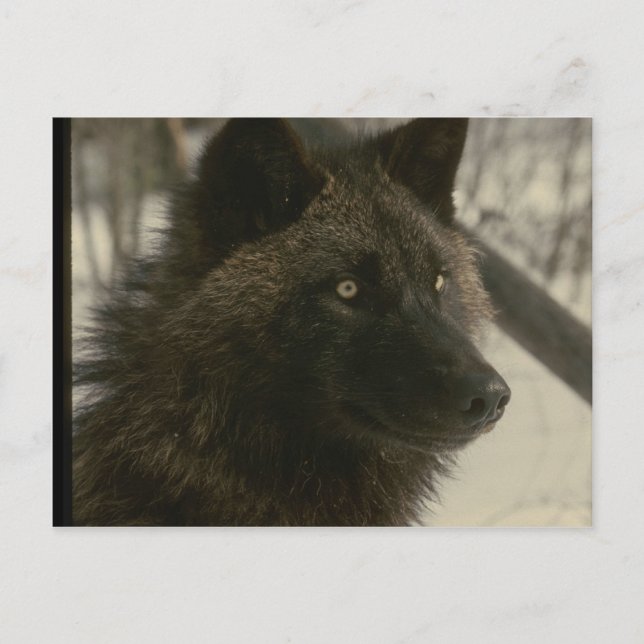 Black Wolf Dog Postkarte (Vorderseite)