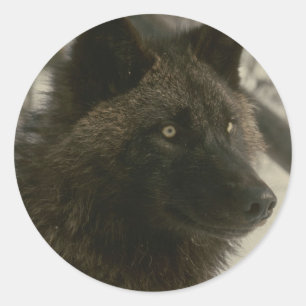 Black Wolf Dog Runder Aufkleber