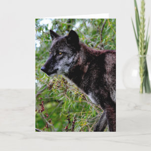 Black Wolf Grußkarte Karte