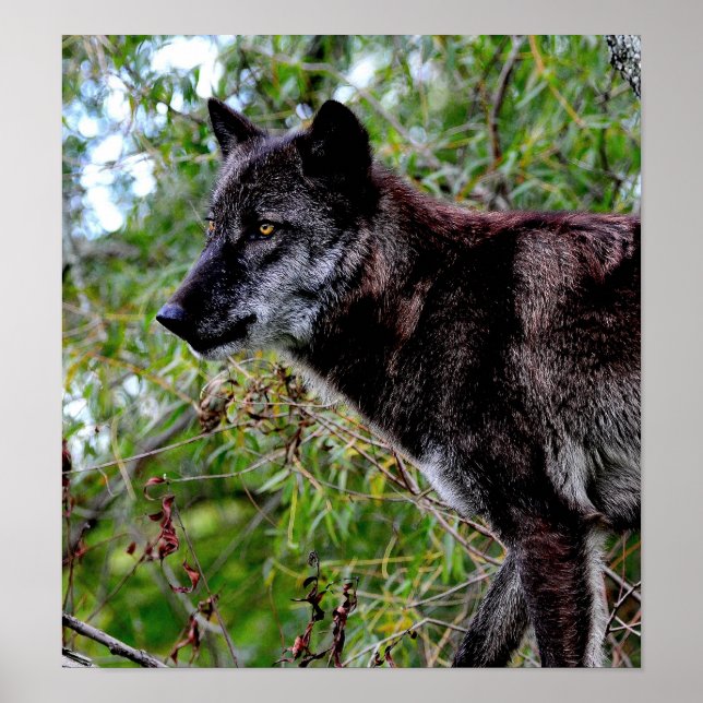 Black Wolf Poster (Vorne)