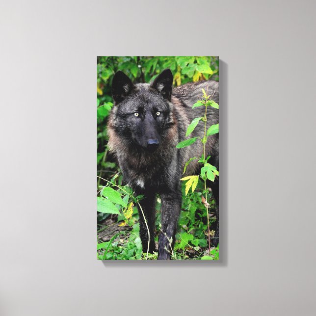 Black Wolf Stretched Canvas Print Leinwanddruck (Vorderseite)