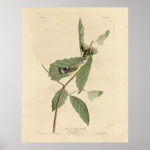Black & Yellow Warbler, Audubons Vögel in Amerika Poster