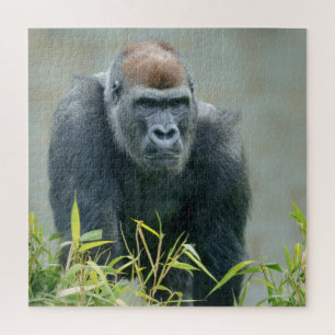 Blackback Gorilla Lope