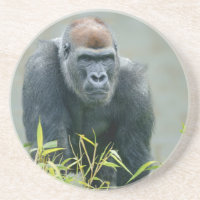 Blackback Gorilla Lope