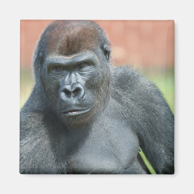 Blackback Gorilla Lope Portrait Magnet (Vorne)