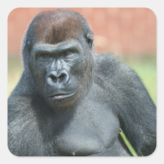 Blackback Gorilla Lope Portrait Quadratischer Aufkleber (Vorderseite)