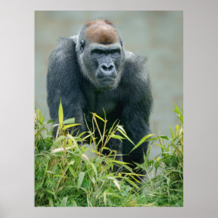 Blackback Gorilla Lope Poster