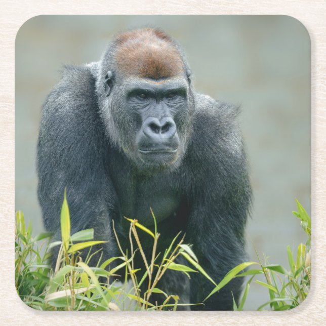 Blackback Gorilla Lope Rechteckiger Pappuntersetzer (Vorderseite)