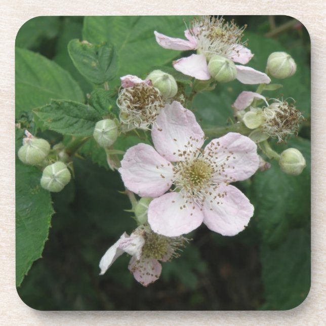 BlackBerry Blume Cork Untersetzer (Vorderseite)