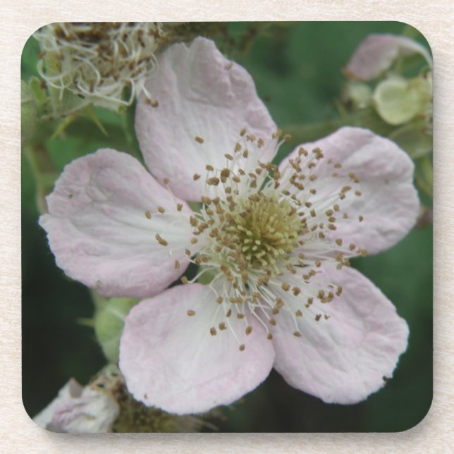 BlackBerry Blume Macro Cork Untersetzer (Vorderseite)