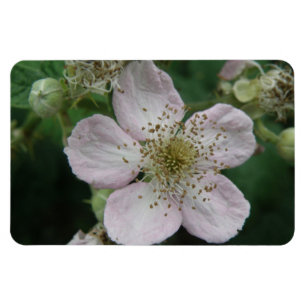 BlackBerry Blume Macro Premium Magnet