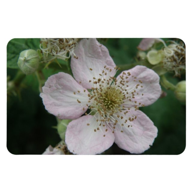 BlackBerry Blume Macro Premium Magnet (Horizontal)