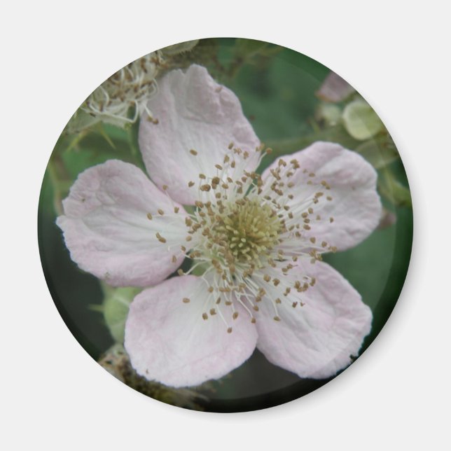 BlackBerry Blume Makro Magnet (Vorne)