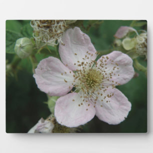 BlackBerry Blume Makro Plaque Fotoplatte