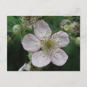 BlackBerry Blume Makro Postkarte
